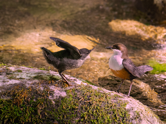 Dipper Feeding Fledgling;John Plant
