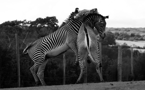 Dominance; Chris Butler