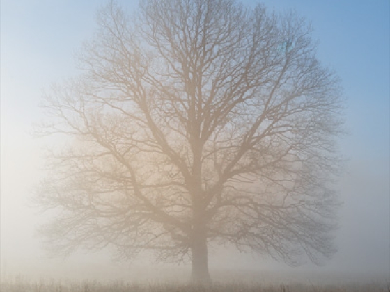 Emerging from the Mist;Carl Franks