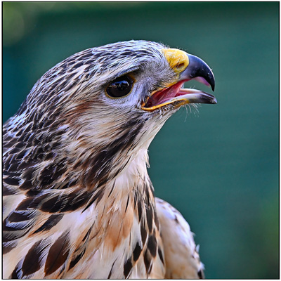 Falcon; David Hill