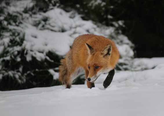 Fox in winter ; John Plant