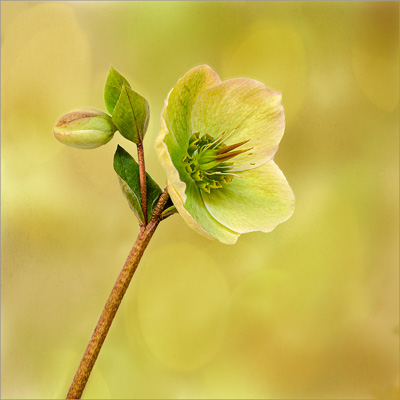 Herald of Spring; Jo Allan