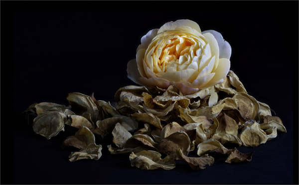 Rose and Petals; Sophie Craven