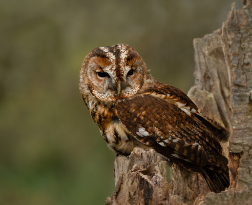 Tawny Owl; Sue Taylor